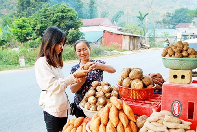 Khoai sọ giúp mang lại thu nhập ổn định cho người dân (Ảnh:TL)