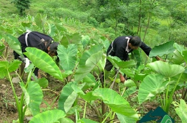 Khoai sọ được nâng tầm nhờ HTX chú trọng sản xuất theo chuẩn VietGAP (Ảnh:TL)