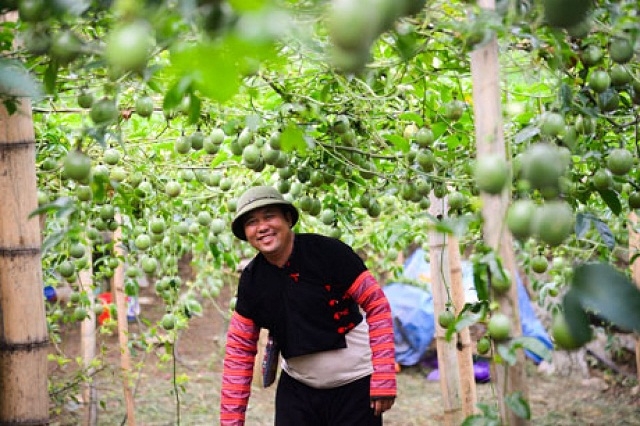 Chanh leo giúp người dân có thêm việc làm và ổn định cuộc sống (Ảnh:TL)