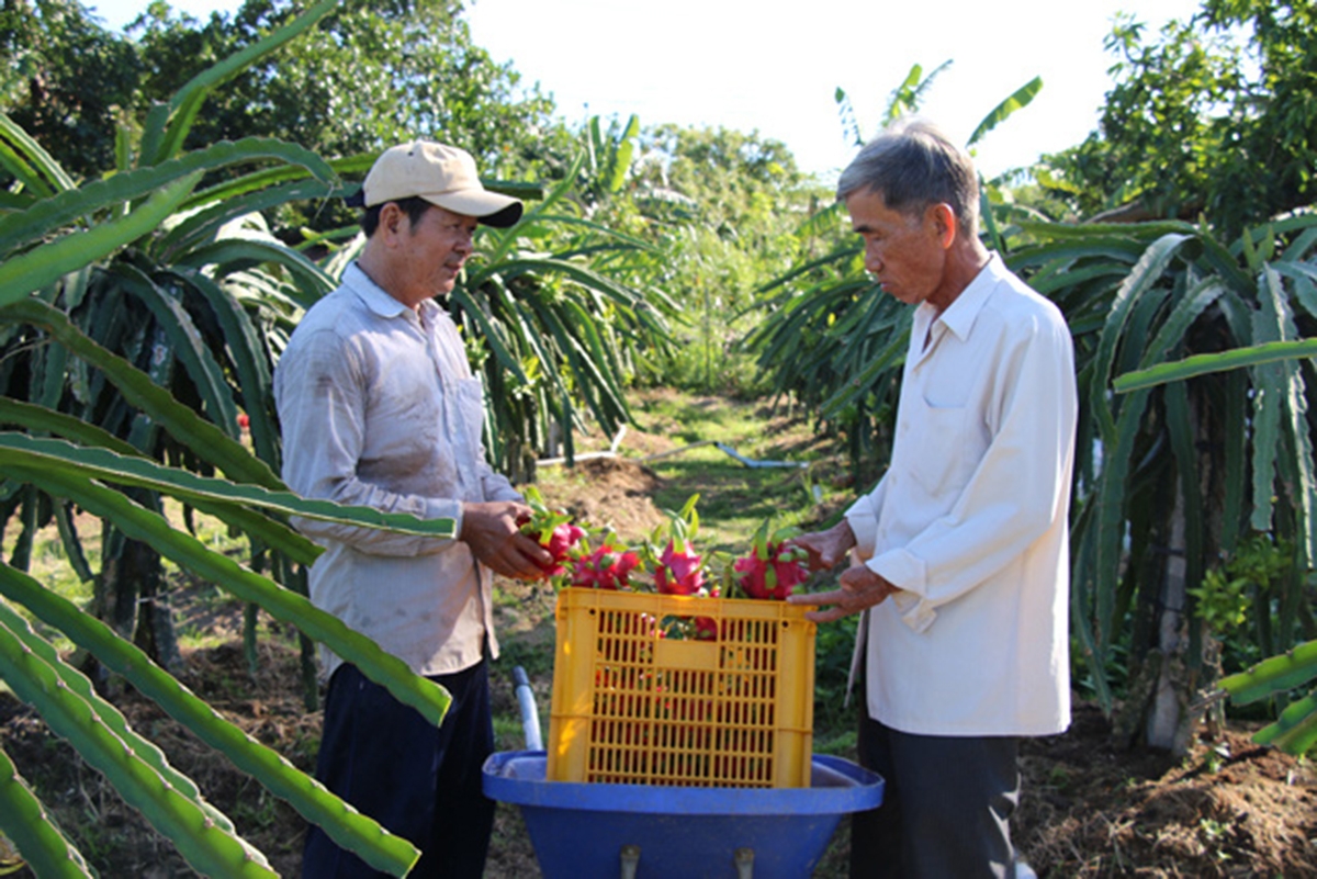 Ông Trần Văn Tuấn - Giám đốc HTX thanh long hội quán ở Đồng Tháp (phải), một trong những học viên lớn tuổi đăng ký tham gia lớp học (Ảnh:TL)