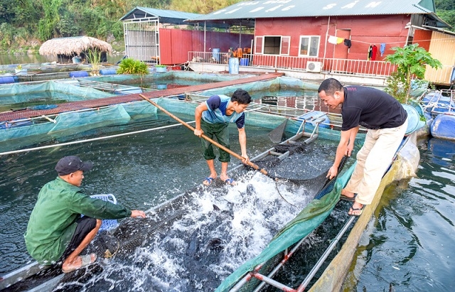 HTX Thái Hòa đang góp phần phát triển sản phẩm đặc trưng của địa phương