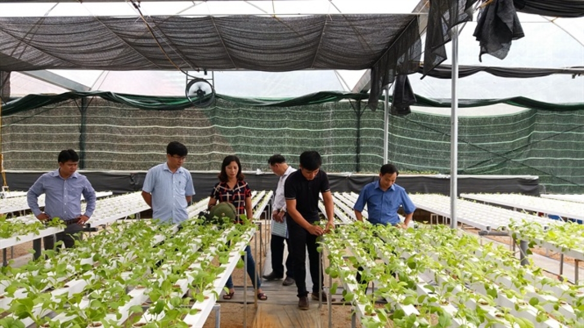 Lớp tập huấn trồng rau an toàn.