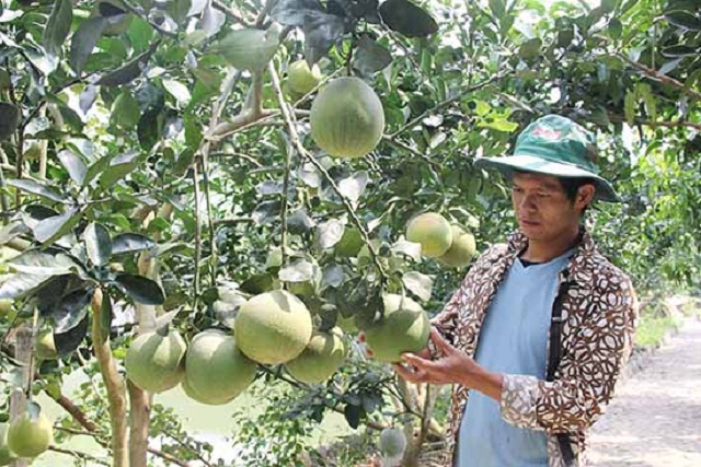 Mô hình trồng bưởi tại HTX Tiên Phong Mộc Châu