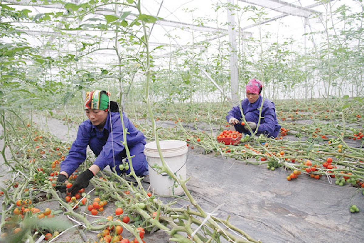 Phát triển sản xuất nông nghiệp theo chuỗi giá trị.