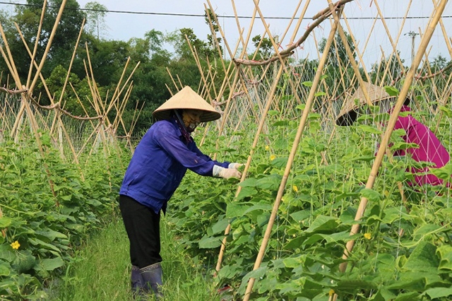 Rau an toàn cũng đang mang lại hiệu quả kinh tế cao cho nông dân Đồng Hỷ (Ảnh TL)