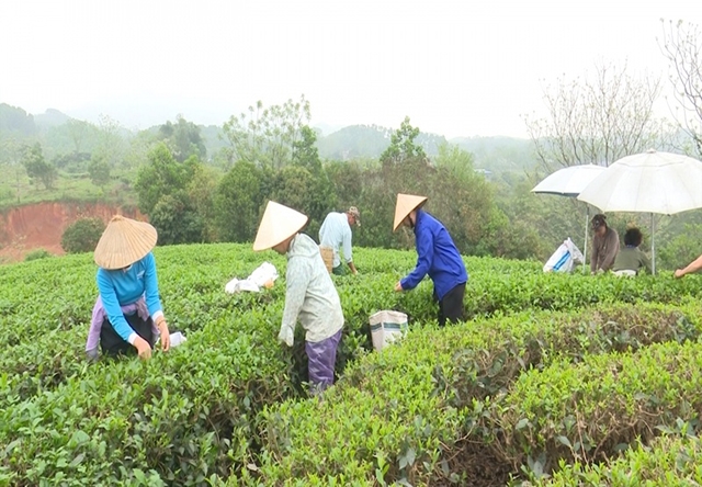 Chè đang là cây thế mạnh được đặc biệt chú trọng ở Đồng Hỷ (Ảnh Tư liệu)