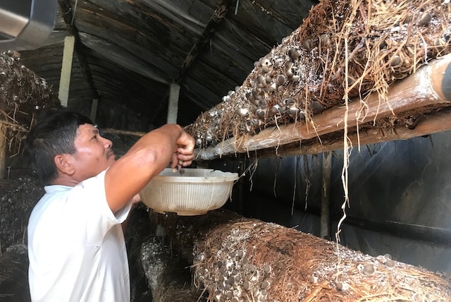 Nhờ học nghề trồng nấm rơm, đời sống nông dân ở xã Hoà Tiến (huyện Hoà Vang) thêm khấm khá