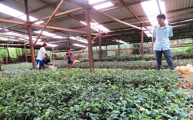 HTX Thiên Bình hỗ trợ người dân Tây Giang phát triển cây dược liệu theo hướng bền vững để giảm nghèo (Ảnh: TL)