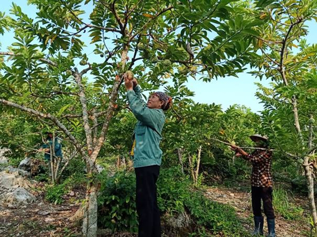 Thành viên HTX Phú Long kiểm tra na để chuẩn bị thu hoạch
