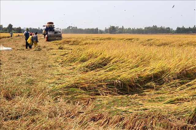 Các mô hình hiệu quả sẽ tiếp tục được phát triển theo chiều sâu, đảm bảo tính bền vững (Ảnh TL)