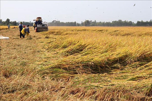 Các mô hình hiệu quả sẽ tiếp tục được phát triển theo chiều sâu, đảm bảo tính bền vững (Ảnh TL)