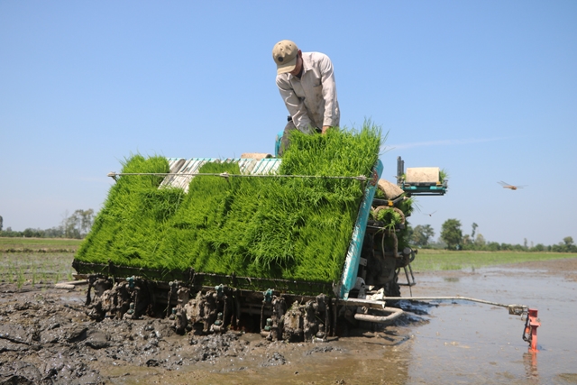 Mô hình trồng lúa hiện đại giúp nông dân Tháp Mười thoát nghèo, làm giàu (Ảnh TL)