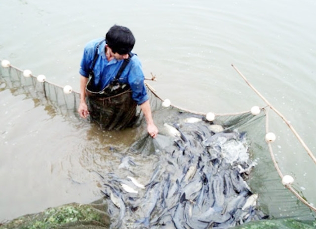 Không chỉ giúp thành viên làm giàu, HTX đang tạo việc làm cho 8 lao động địa phương (Ảnh TL)