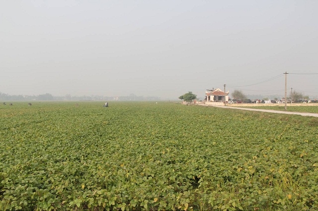 Cánh đồng đậu tương xã Liên Châu, huyện Yên Lạc.