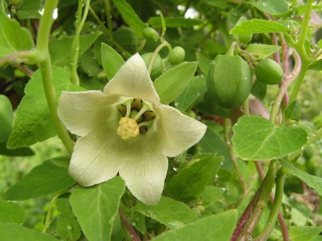 Cây đảng sâm là cây dược liệu được phát triển mạnh trên vùng đất Tây Giang (Ảnh: TL)