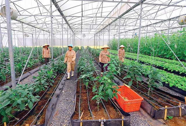 Các mô hình nông nghiệp sẽ được phát triển theo hướng chất lượng cao và an toàn nhằm gia tăng lợi nhuận cho người dân (Ảnh TL)