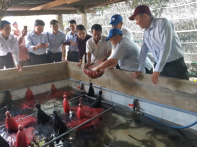 Nhiều nông dân ở Hậu Giang đang quan tâm học nghề nuôi lươn thương phẩm