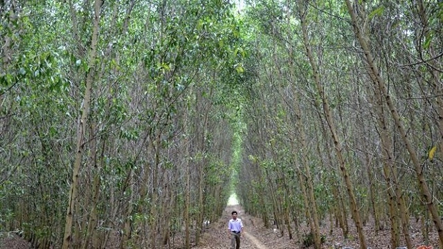 Rừng nguyên liệu đem lại nguồn thu nhập đáng kể cho thành viên HTX Nông nghiệp Bình Trung 1 (Ảnh: TL)