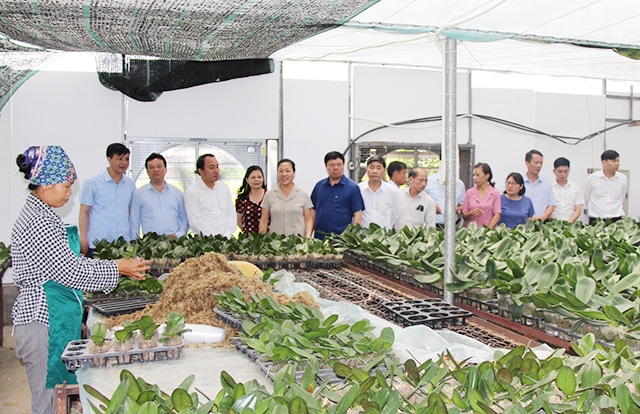 Nông nghiệp hữu cơ đang chuyển biến tích cực, mang lại nhiều lợi ích cho nông dân ở Tiên Du (Ảnh Tư liệu)