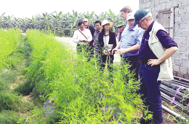 Huyện Tiên Du đang đẩy mạnh việc chuyển dịch cơ cấu cây trồng, khuyến khích người dân tích tụ ruộng đất, tập trung phát triển kinh tế theo mô hình liên kết (Ảnh TL)