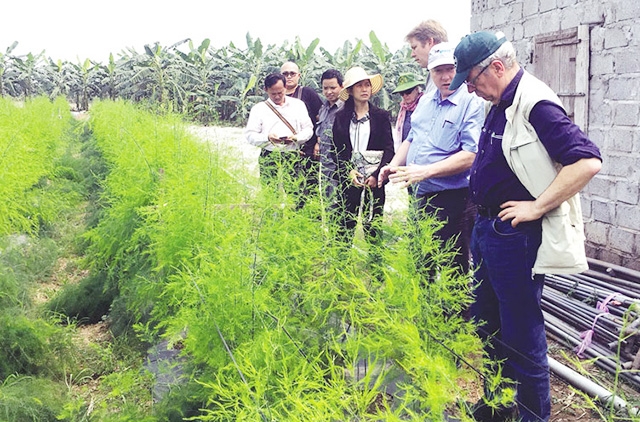 Huyện Tiên Du đang đẩy mạnh việc chuyển dịch cơ cấu cây trồng, khuyến khích người dân tích tụ ruộng đất, tập trung phát triển kinh tế theo mô hình liên kết (Ảnh TL)