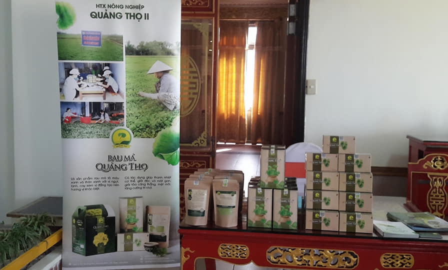 Trà rau má của HTX Quảng Thọ II được người tiêu dùng tin tưởng sử dụng