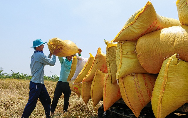 Lao động trong tỏ bốc xếp hỗ trợ nhau trong khi làm việc