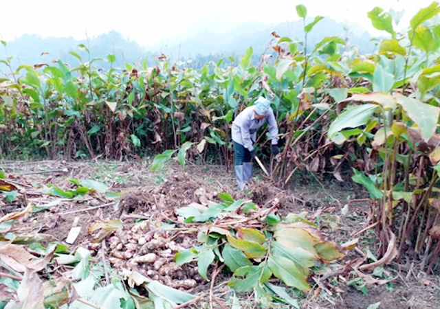 Bên cạnh giá trị kinh tế, vấn đề ATLĐ cũng ngày càng được người dân quan tâm (Ảnh TL)