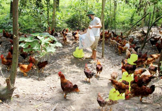 Là Phó Giám đốc HTX Đông Thịnh, anh Tuyên chia sẻ kinh nghiệm giúp nhiều hộ dân thoát nghèo, làm giàu (Ảnh TL)