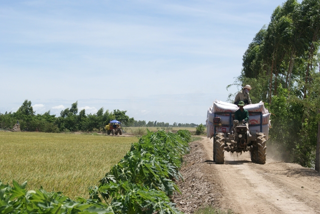 Hồng Ngự đang tập trung vào 6 ngành hàng thế mạnh như rau an toàn, lúa gạo, cá tra... (Ảnh TL)