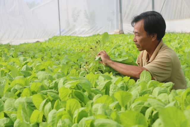 HTX Long Thuận đang là điểm sáng phát huy thế mạnh trồng rau VietGAP ở Hồng Ngự (Ảnh Tư liệu)