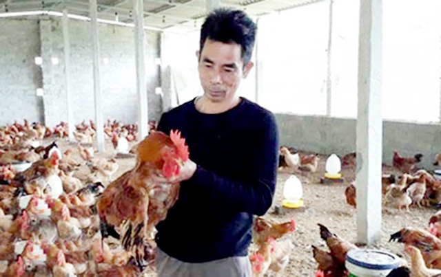 Nhờ nuôi gà đồi, từ hộ khó khăn gia đình anh Tuyên vươn lên khá giả (Ảnh Tư liệu)