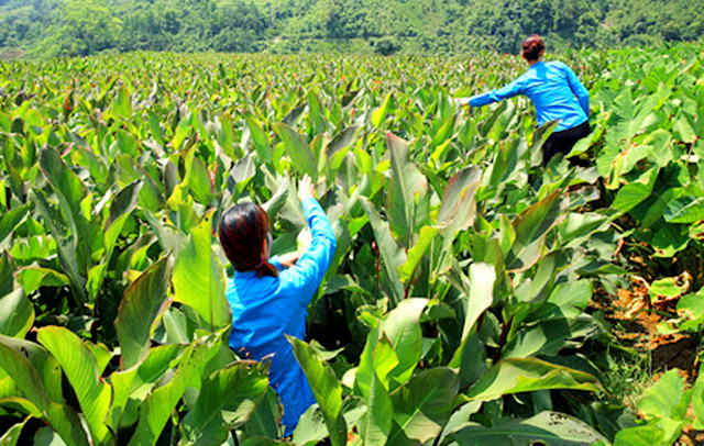 Côn Minh đang có trên 100 ha trồng dong riềng, nhiều diện tích cho giá trị cao (Ảnh Tư liệu)