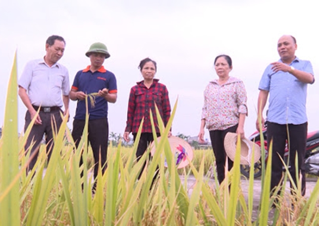 Sự đồng hành của HTX đang giúp nông dân nâng cao hiệu quả sản xuất (Ảnh Tư liệu)