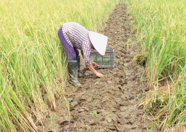 HTX đang góp phần hướng người dân phát triển nông nghiệp theo hướng an toàn (Ảnh TL)