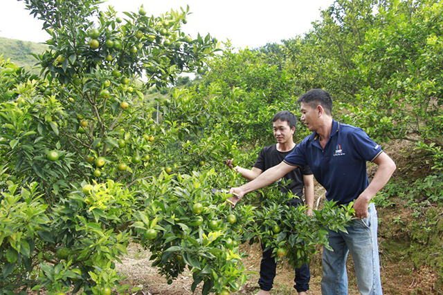 Nhờ sản xuất an toàn, nhiều nông dân trồng cây ăn quả ở Mường Thải vươn lên thành triệu phú (Ảnh TL)
