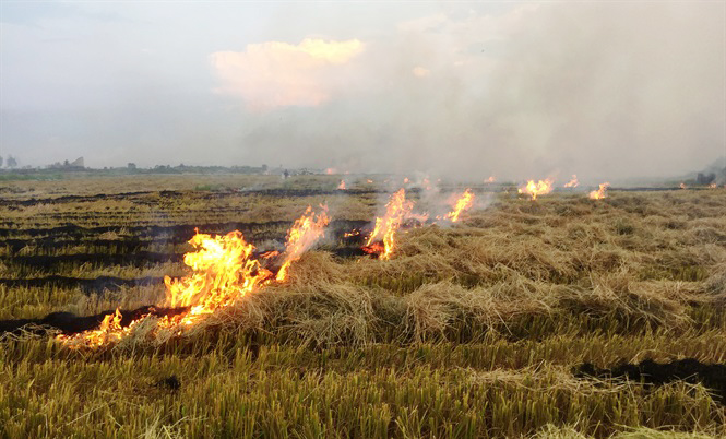 Đầu tư máy cuộn rơm góp phần xóa bỏ tình trạng đốt rơm rạ tràn lan gây ô nhiễm khói bụi