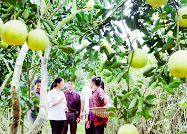 Thúc đẩy liên kết để nâng cao hiệu quả sản xuất nông nghiệp (Ảnh Tư liệu)