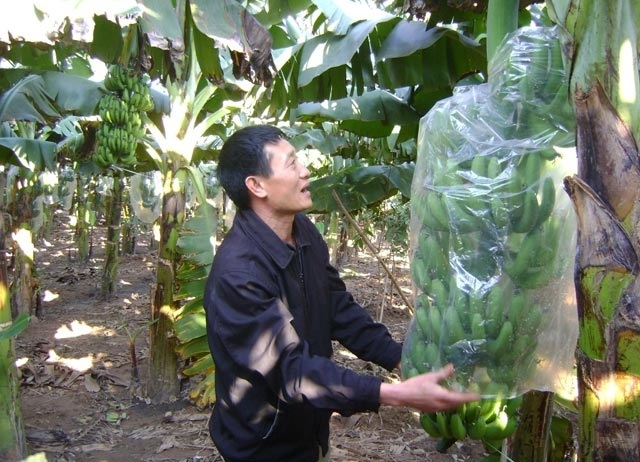 HTX Bắc Yên tiếp tục mở rộng sản xuất, nâng cao chuỗi giá trị chuối tiêu hồng (Ảnh:TL)