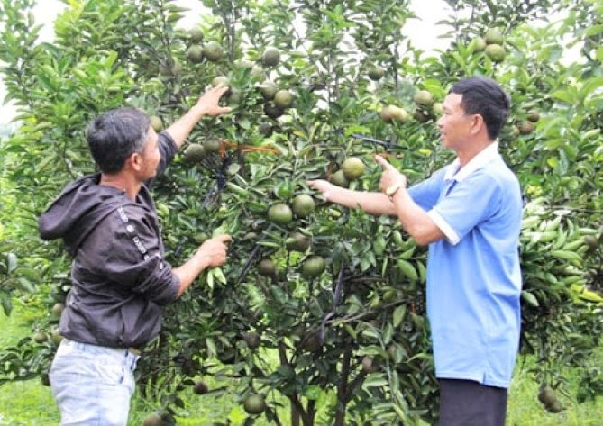 Các HTX hoạt động hiệu quả tạo công ăn việc làm, góp phần quan trọng vào công tác xóa đói giảm nghèo ở địa phương (Ảnh: TL)