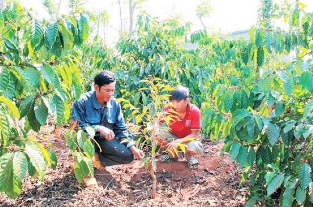 Người dân địa phương, đặc biệt là đồng bào dân tộc thiểu số đã chuyển đổi các mô hình kinh tế hiệu quả, mang lại thu nhập cao (Ảnh: TL)