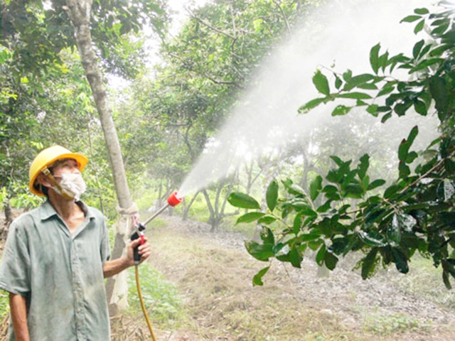 Áp dụng sản xuất an toàn, các hộ trồng cây ở Mường Thải ưu tiên các loại thuốc bảo vệ thực vật có nguồn gốc tự nhiên, vừa tốt cho cây vừa không gây ảnh hưởng đến sức khỏe con người (Ảnh Tư liệu)