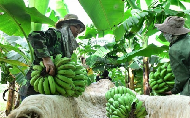 Đặc sản Khoái Châu không còn lo đầu ra thiếu ổn định nhờ các cơ sở chế biến nâng cao giá trị gia tăng (Ảnh: TL)