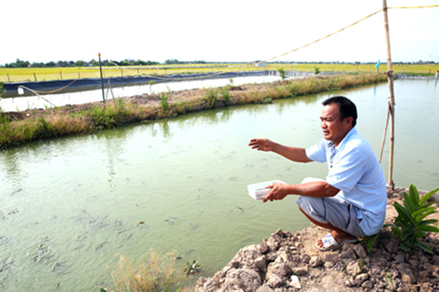 Chăm sóc cá chạch sụn tại HTX sản xuất tiêu thụ cây con đặc sản an toàn Yên Hòa