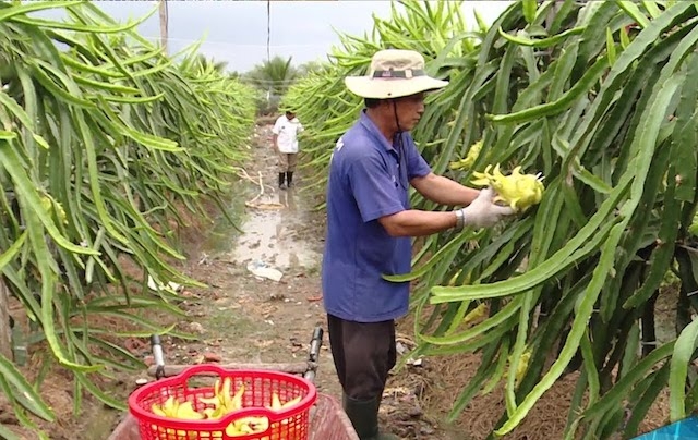 Nhiều nông dân ở Chợ Gạo “đổi đời” với nghề trồng thanh long