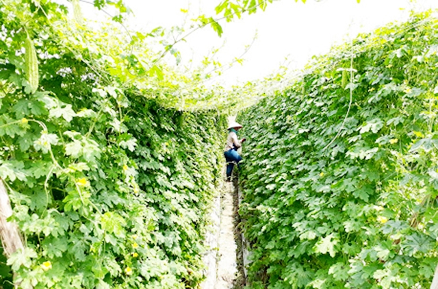 Thay đổi trong tư duy sản xuất giúp HTX Khôi Nguyên nâng cao năng suất, chất lượng sản phẩm (Ảnh Tư liệu)