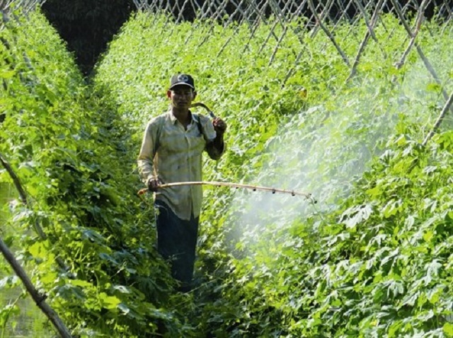 Anh Danh Sơn, thành viên HTX Thuận Phát trồng khổ qua (mướp đắng) thu lãi 50 - 60 triệu đồng/năm.