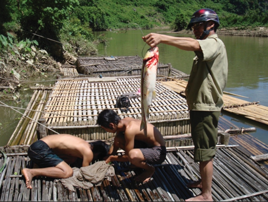 Mỗi con cá trắm cỏ nuôi 1 năm trên sông Gianh cho trọng lượng khoảng 3,5kg, trừ chi phí, người nuôi thu lãi khoảng 50 nghìn đồng