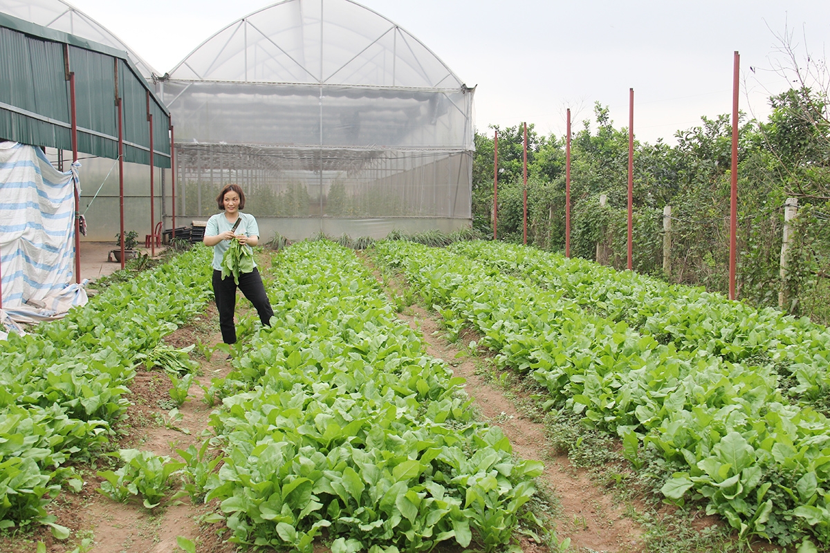 Việc thành lập mới các HTX giúp cho KTTT, HTX trên địa bàn tỉnh Hà Nam ngày càng phát triển nhanh và bền vững (Ảnh: Phạm Duy)