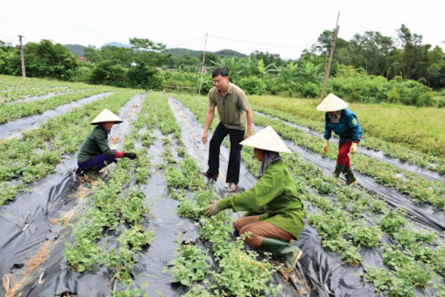 Chia sẻ kiến thức học nghề giữa nông dân với nông dân.